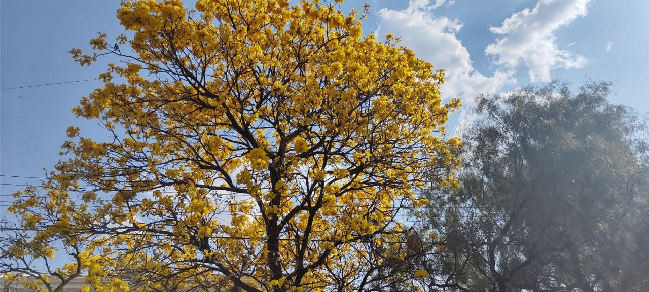 Foto 23 de 31 — Florada dos ipês dá novo colorido a Araraquara e internautas enviam fotos; veja